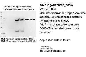 Sample Type: Equine Cartilage Explants  Primary Dilution: 1:1000  Secondary Antibody: Bio-Rad 170-5046 Secondary Dilution: 1:100,000Image Submitted By: Adam WilliamsUniversity of Nottingham (MMP13 anticorps  (Middle Region))