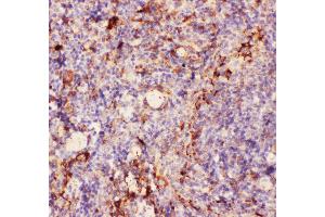 Anti-CD11b Picoband antibody ,  IHC(P): Mouse Spleen Tissue