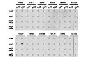 Dot-blot analysis of all sorts of methylation peptides using H3K27me1 antibody. (Histone anticorps)