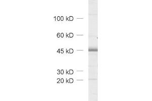 dilution: 1 : 1000, sample: rat brain homogenate (HOMER3 anticorps  (AA 1-177))