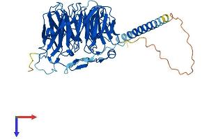 AlphaFold protein structure predicition of Mouse Recombinant Coro1b Protein, UniprotID Q9WUM3