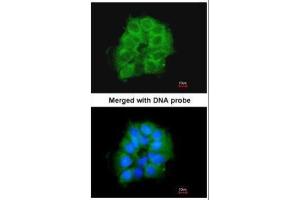 ICC/IF Image Immunofluorescence analysis of paraformaldehyde-fixed A431, using COX7B2, antibody at 1:200 dilution. (COX7B2 anticorps)