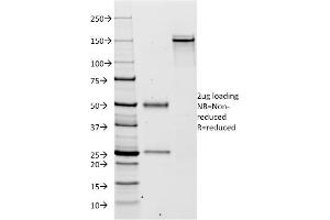 SDS-PAGE Analysis Purified Kappa Light Chain Mouse Monoclonal Antibody (KLC264). (IGKC anticorps)