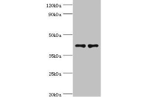 Western blot All lanes: CD33 antibody at 8 μg/mL Lane 1: K562 whole cell lysate Lane 2: HepG2 whole cell lysate Secondary Goat polyclonal to rabbit IgG at 1/10000 dilution Predicted band size: 40, 34, 26 kDa Observed band size: 40 kDa (CD33 anticorps  (AA 49-259))