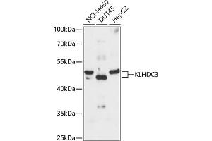 Western blot analysis of extracts of various cell lines, using KLHDC3 antibody  at 1:3000 dilution.