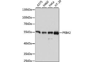 Western blot analysis of extracts of various cell lines, using PRIM2 antibody (ABIN6130291, ABIN6146164, ABIN6146166 and ABIN6215325) at 1:3000 dilution. (PRIM2 anticorps  (AA 1-170))
