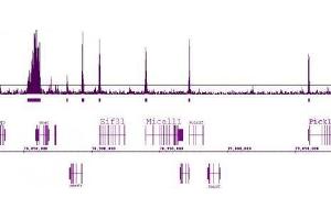 Histone H3 Acetyl Lys9 antibody (pAb) tested by ChIP-Seq.