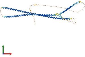 AlphaFold protein structure predicition of Mouse Recombinant Des Protein, UniprotID P31001