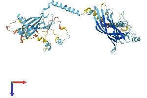 AlphaFold protein structure predicition of Mouse Recombinant Mks1 Protein, UniprotID Q5SW45