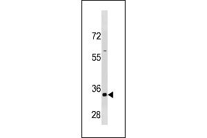CCNB3 Antibody (C-term /) (ABIN1881172 and ABIN2843325) western blot analysis in HepG2 cell line lysates (35 μg/lane). (Cyclin B3 anticorps  (C-Term))