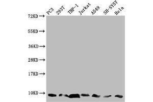 Western Blot Positive WB detected in: PC-3 whole cell lysate, 293T whole cell lysate, THP-1 whole cell lysate, Jurkat whole cell lysate, A549 whole cell lysate, SH-SY5Y whole cell lysate, Hela whole cell lysate All lanes: MP68 antibody at 1:2000 Secondary Goat polyclonal to rabbit IgG at 1/50000 dilution Predicted band size: 7, 9 kDa Observed band size: 7 kDa (C14orf2 anticorps  (AA 1-58))