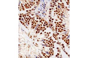 Immunohistochemical analysis of paraffin-embedded M.