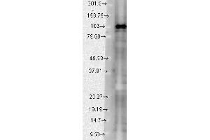 SAP102 Western Blot. (DLG3 anticorps  (N-Term))