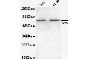 Western blot detection of JMJD6(N-terminus) in Hela and HL-60 lysates using JMJD6(N-terminus) mouse mAb (1:1000 diluted). (JMJD6 anticorps  (N-Term))