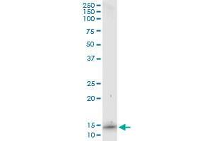 Immunoprecipitation of S100A7 transfected lysate using anti-S100A7 monoclonal antibody and Protein A Magnetic Bead , and immunoblotted with S100A7 MaxPab rabbit polyclonal antibody.