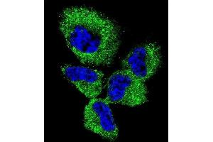 Confocal immunofluorescent analysis of UCHL1 Antibody (C-term) (ABIN1882188 and ABIN2839165) with NCI- cell followed by Alexa Fluor 488-conjugated goat anti-rabbit lgG (green).