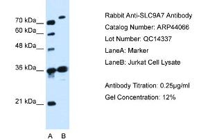 WB Suggested Anti-SLC9A7  Antibody Titration: 0. (NHE7 anticorps  (N-Term))