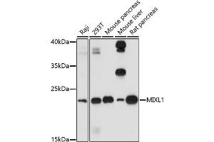 Western blot analysis of extracts of various cell lines, using MIXL1 antibody (ABIN7268667) at 1:1000 dilution.