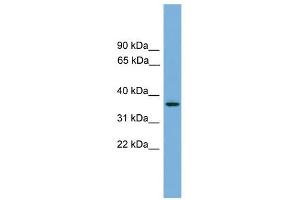 GPR27 antibody used at 1 ug/ml to detect target protein.
