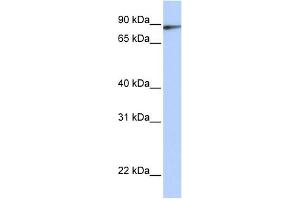 WB Suggested Anti-ILF3 Antibody Titration:  0. (Interleukin enhancer-binding factor 3 (ILF3) (C-Term) anticorps)