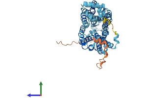AlphaFold protein structure predicition of Human Recombinant SLC22A6 Protein, UniprotID Q4U2R8