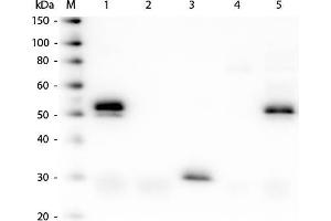 Western Blot of Anti-Rabbit IgG (H&L) (DONKEY) Antibody (Min X Bv Ch Gt GP Ham Hs Hu Ms Rt & Sh Serum Proteins) . (Âne anti-Lapin IgG (Heavy & Light Chain) Anticorps (HRP) - Preadsorbed)