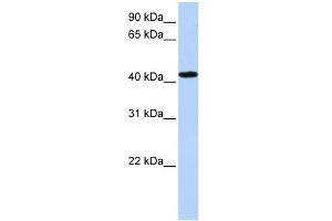 TADA1L antibody used at 1 ug/ml to detect target protein. (TADA1 anticorps)