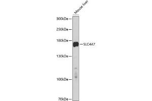 Western blot analysis of extracts of mouse liver, using SLC4 antibody (ABIN6128770, ABIN6148017, ABIN6148018 and ABIN6214460) at 1:1000 dilution. (SLC4A7 anticorps  (AA 240-400))