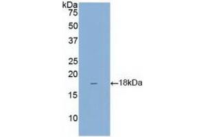 Western blot analysis of recombinant Mouse REG3g.