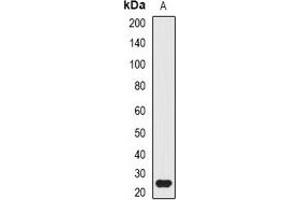 Western blot analysis of ATG10 expression in mouse small intestine (A) whole cell lysates. (ATG10 anticorps)