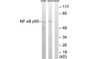 Western blot analysis of extracts from K562/RAW264. (NF-kB p65 anticorps  (AA 249-298))
