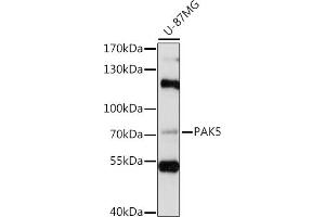 Western blot analysis of extracts of U-87MG cells, using P antibody (ABIN7269143) at 1:1000 dilution. (PAK7 anticorps  (AA 600-700))