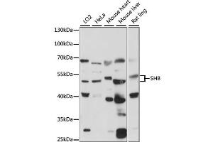 Western blot analysis of extracts of various cell lines, using SHB antibody (ABIN7270563) at 1:1000 dilution.