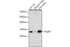 Western blot analysis of extracts of various cell lines using AQP3 Polyclonal Antibody at dilution of 1:1000. (AQP3 anticorps)