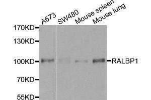 Western blot analysis of extracts of various cells, using RALBP1 antibody. (RALBP1 anticorps)