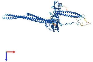 AlphaFold protein structure predicition of Mouse Recombinant Fes Protein, UniprotID P16879