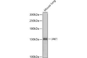 Western blot analysis of extracts of Mouse lung, using J antibody (ABIN7268038) at 1:1000 dilution. (JAK1 anticorps  (AA 120-380))