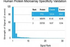 Analysis of HuProt(TM) microarray containing more than 19,000 full-length human proteins using recombinant TP53 antibody (clone rBP53-12). (p53 anticorps  (N-Term))