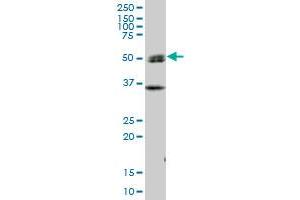 SH2D4A MaxPab polyclonal antibody. (SH2D4A anticorps  (AA 1-454))