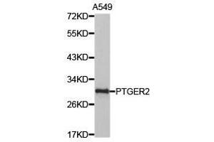 Western Blotting (WB) image for anti-Prostaglandin E Receptor 2 (Subtype EP2), 53kDa (PTGER2) antibody (ABIN1874408) (PTGER2 anticorps)