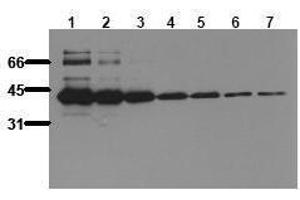 Western Blotting (WB) image for anti-MBP Tag antibody (ABIN126834) (MBP Tag anticorps)