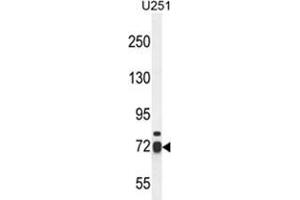 WDR76 Antibody (C-term) western blot analysis in U251 cell line lysates (35 µg/lane). (WDR76 anticorps  (C-Term))