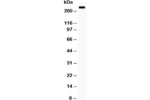 Western blot testing of MUC4 antibody and PC12 lysate