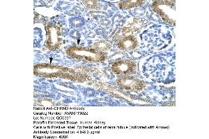 Human kidney (CHRND anticorps  (N-Term))