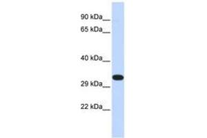 Image no. 1 for anti-Kinesin Family Member 25 (KIF25) (N-Term) antibody (ABIN6740359) (KIF25 anticorps  (N-Term))