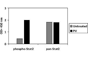 K562 cells were untreated or treated with PV.