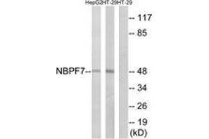 Western blot analysis of extracts from HT-29/HepG2 cells, using NBPF7 Antibody. (NBPF7 anticorps  (AA 361-410))