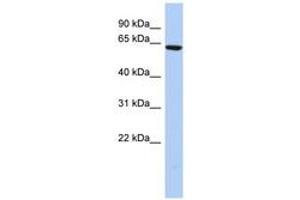 Image no. 1 for anti-Coiled-Coil Domain Containing 96 (CCDC96) (N-Term) antibody (ABIN6741358) (CCDC96 anticorps  (N-Term))