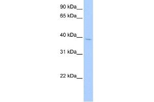 WB Suggested Anti-SRFBP1 Antibody Titration:  0. (SRFBP1 anticorps  (Middle Region))