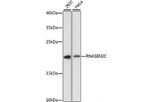 Western blot analysis of extracts of various cell lines using RNASEH2C Polyclonal Antibody at dilution of 1:3000. (RNASEH2C anticorps)